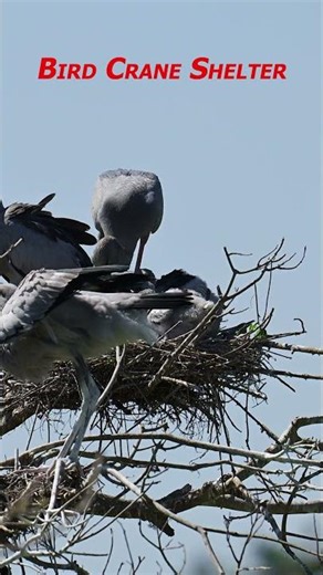 A 035 Crane bird migrates thousands miles yearly showing strength endurance beauty#viralshorts