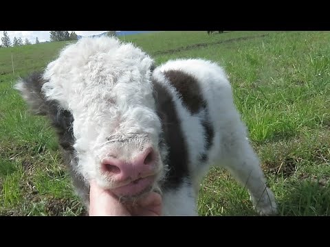 Baby Yak Demands Cuddles