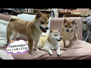 柴犬の日常を覗ける部屋｜なつファミリーLIVE配信【1歳＋260日】