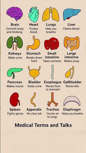Body Parts Names and Their Functions | Human Body Explained