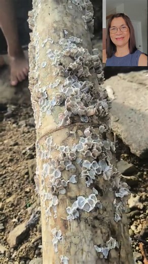 Empty shell of acorn barnacles #barnacles # information #fblifestyle | Wylynda Ilagan