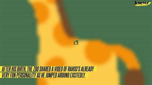 Giraffe calf gets the zoomies