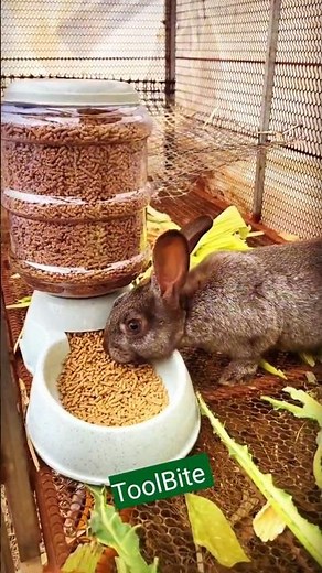 Automatic Rabbit Feeder Setup — So Easy & Cheap