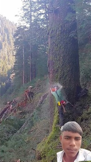 clean crystal tree cutting ✂️