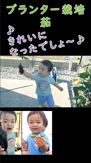 孫きい君 茄収穫 #孫 #プランター栽培 #茄 #しっぺい