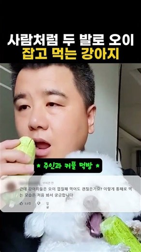 두 발로 오이 잡고 먹는 강아지 오이 먹방 ASMR