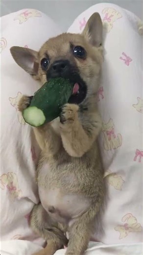 Her first time eating cucumber.#dog #eating #cute