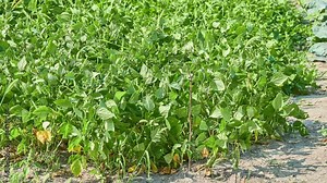 Phaseolus vulgaris, common bean and French bean, is herbaceous annual plant grown worldwide for its edible dry seeds or unripe fruit (both commonly called beans).