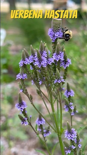 Verbena Hastata Blue Vervain with #bumblebee #bees #verbena #vervain #pollinators #garden #michigan