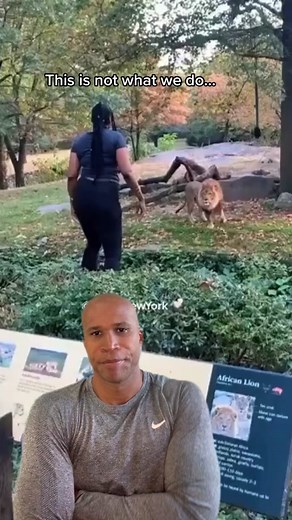 Lion Attack at Sacramento Zoo: Terrifying Encounter Caught on Video