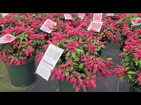 Pieris Passion Party™ 'Passion' (Japanese Andromeda) // Attractive, Easy Care,⭐️Colorful, Evergreen