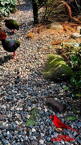 44K views · 1.6K reactions | The Crested Partridge Pair meeting a white cheeked turaco朗 Aviary Birds | Tropical Aviary Birds - Torben Dehlholm | Facebook