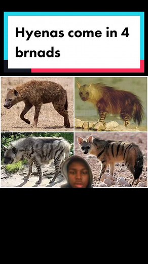 Aardwolf vs Striped Hyena: Understanding the Differences