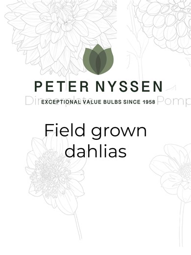 Sustainable Dahlia Growing: Field Grown Tubers
