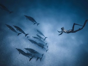 Diver | Science & Engineering Career