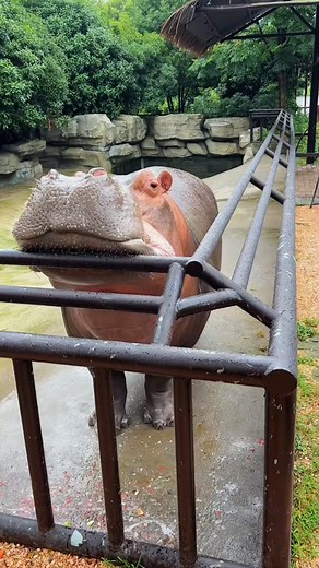 #HippoLove #HippoFacts #WildlifeWednesday #HippoLife #AnimalKingdom #NatureLovers #Conservation #WildlifePhotography | Hippo Zone