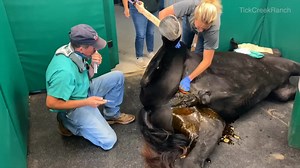 4.7K views · 268 reactions | Quick glimpse into responsible horse care | Tick Creek Ranch | Facebook