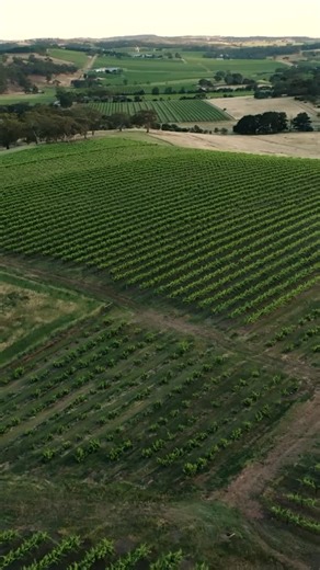 Mirus Vineyard - Barossa Valley on Instagram: "Explore Mirus … on the far ridge Block 21 Shiraz, through Block 18 Grenache and across the old bush vine Block 16 Grenache. Exploring landscapes, soils and clones on the beautiful Barossa’s Western Ridge. Seppeltsfield overlooking Marananga. Vintage 2026 is on its way. @wondergroundbarossa"
