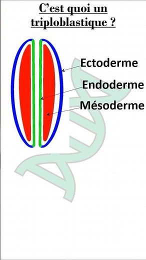 C'est quoi un triploblastique ? #culturegenerale #biologie #taxonomie #evolution #médecine