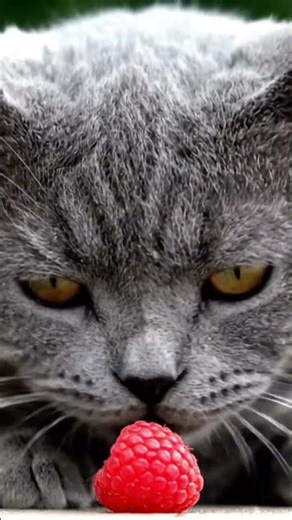 Cat Eating Raspberry #cat #catshorts #cutecat #shortvideo