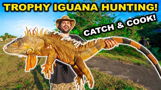Removing invasive iguanas from Florida areas