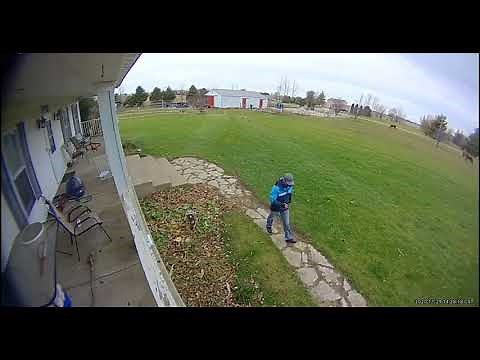 Guinea Hens Chase Away Delivery Guy - 1161011