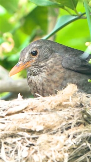 female Common Blackbird (Turdus merula) — a graceful and caring songbird found across Europe, Asia, and North Africa 🤎🕊️: Unlike the glossy black male, the female Common Blackbird is rich brown with lighter, speckled underparts — perfectly camouflaged for nesting among leaves and soil. She may not shine like her mate, but her warm chestnut tones and gentle eyes give her a quiet, understated charm. Female blackbirds thrive in gardens, parks, forests, and farmland, and they’re often the first to