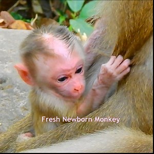 So so lovely newborn baby monkey, Very very adorable newborn baby monkey 2 | Fresh Newborn Monkey | Facebook