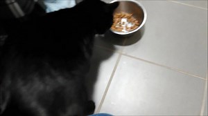 2.1K views · 105 reactions | Sweet little Libby is still waiting for a home. She's a timid girl and doesn't want to live with children, but as you can see she's very affectionate once somebody has built up her trust. She would like a home where she can play safely outdoors. She's not used to other pets. | Carla Lane Animals in Need Liverpool | Facebook