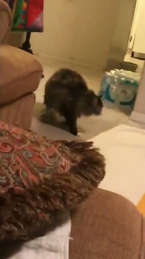Cat does ninja move on other cat