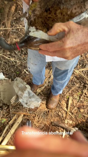 Samuel Abelha Apiário_oh no TikTok