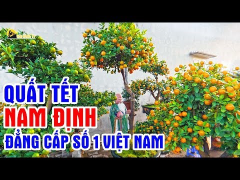 Nam Dinh kumquats for Tet - The number one choice in Vietnam.