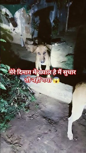 मैं सुधार तो नहीं गया #funny #pets #comedy #dog #cute #shortvideo #trending #viral #dogshorts