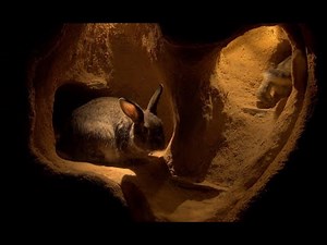 'Watership Down', Chapter 21: "For El-harairah to cry" *FREE AUDIOBOOK. UNABRIDGED*