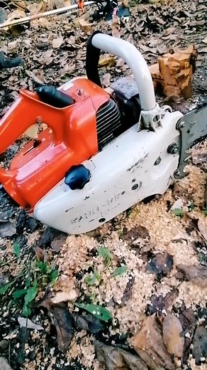 55 years old Stihl 08S ChainSaw Cold Start #diy #stihl #chainsaw #stihlchainsaw #stihlusa #chainsaw #bobthetoolman #toolman #woodworking #stihltimbersports #timber #chainsawman #wood #firewood #timbersports