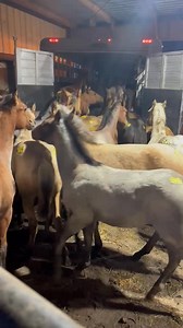 The Colts Are Headed East And On There Way!! Special Colt Sale Saturday September 20th at The KS Select Sale!! Call or Text Kris 814-229-3290 | KS Select Horses