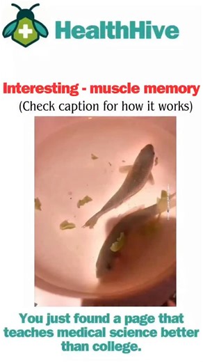 HealthHive | A dead fish may appear to "swim" when placed in water, but this isn't muscle memory — it's a postmortem reflex caused by residual nerve and... | Instagram