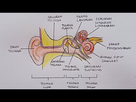 Cara Menggambar Telinga dan Bagian-Bagiannya