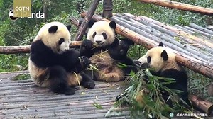 358K views · 1.2K shares | Caught in the act: mischievous panda cubs...