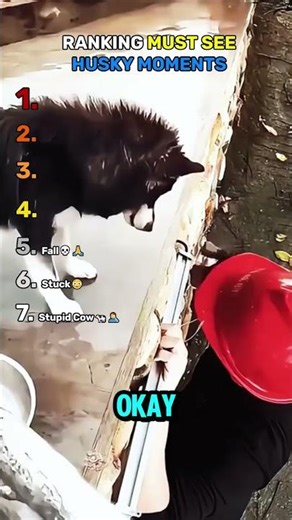 Ranking Must See Husky Moments 🐺 | Funny Dog Videos #shorts #viral
