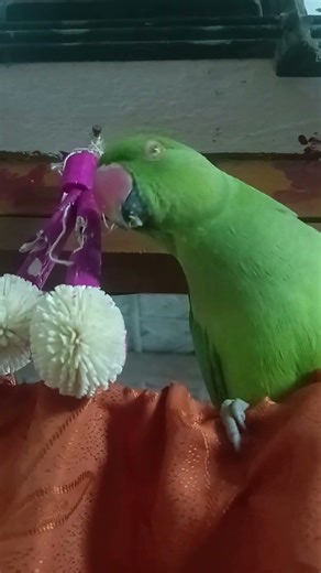 mitthu mitthu 11 #animals #mitthu #parrots #birds #comedy #cartoonvideo #mithu #lucu #parrottalking