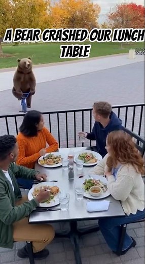 A Bear Crashed Our Lunch Table!