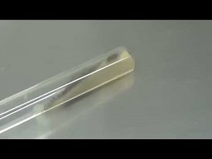 Aspergillus niger growth on SDA