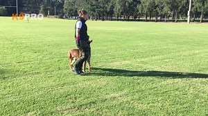 2.8K views · 100 reactions | The heeling stick can help the handler / trainer produce very precise movement and precision. Used often as an extention of your body, we can highlight parts of the dogs body that is outside of the ideal postion, help the dog gain the correct position and reinforce that. https://k9pro.com.au/obedience-heeling-stick/ | K9 Pro - The K9 Professionals | Facebook