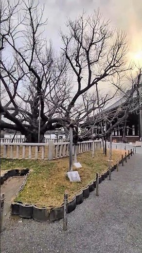 世界遺産・浄土真宗本願寺派本山・西本願寺。喧騒の中にある静寂な空間。樹齢 約400年の大銀杏、「水吹き銀杏」と呼ばれます #西本願寺 #京都旅行 #親鸞聖人
