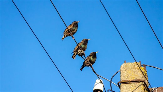 Birds Are Exploding In This California City – And No One Knows Why