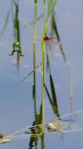 195 reactions · 54 shares | Frog Fishing Season! Shop Frogs at #fishermansWarehouse | WesternBass | Facebook