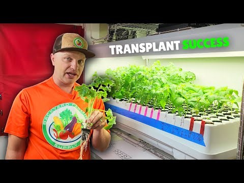 How to Avoid Transplant Failure With an Ez Cloner in Minutes! The RIGHT WAY