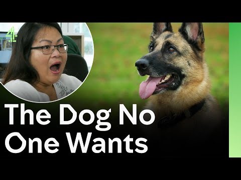 The Dog No One Wanted | The Dog House 🐶