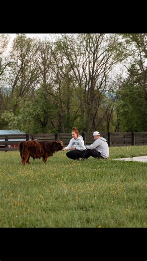 Mini Highland Calves in Kentucky! 💚🌾 Bring a bit of Scottish charm to the Bluegrass State! Our Mini Highland calves are gentle, fluffy, and raised with care perfect for homesteads, hobby farms, and family properties across Kentucky. 🏡 With their calm temperament, cold hardiness, and adorable looks, Mini Highlands thrive on Kentucky’s rolling pastures and make a beautiful addition to any farm or acreage. 🌿 Message us today to connect with trusted breeders, learn about upcoming calf availabili